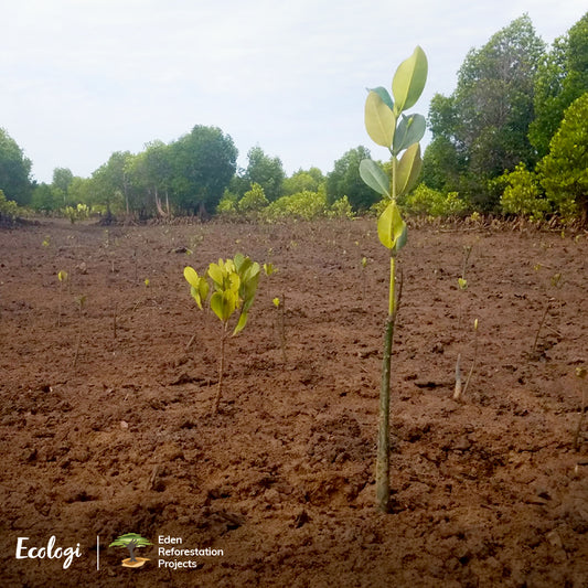 1 ORDER = 1 TREE PLANTED
